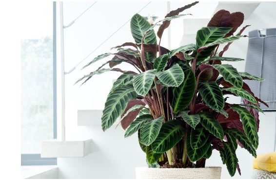 Kamerplant Calathea