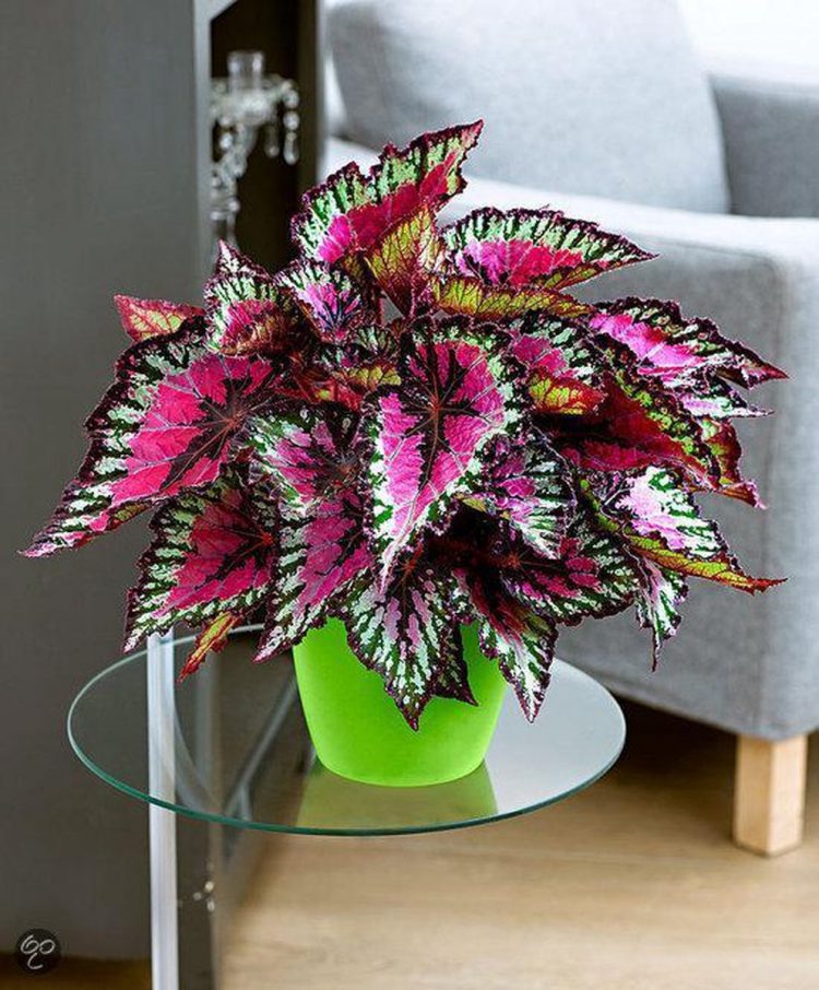Hoe Verzorg Ik Een Bladbegonia Tuin Vragen nl