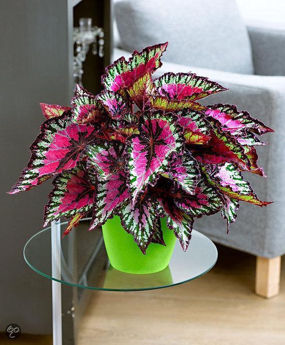 Great Indoor Plants Low Light Great Indoor Plants Low Light