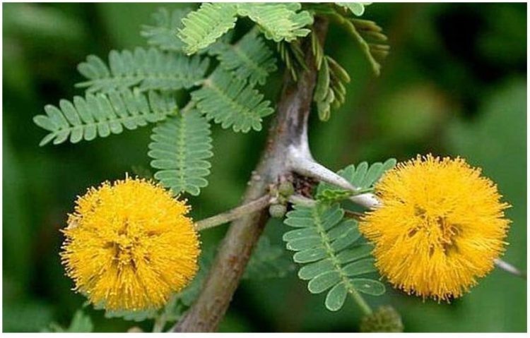 Acacia farnesiana