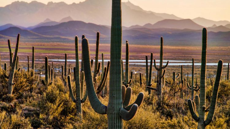 Saguaro cactus